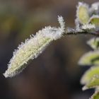 Rose am frostigen Morgen