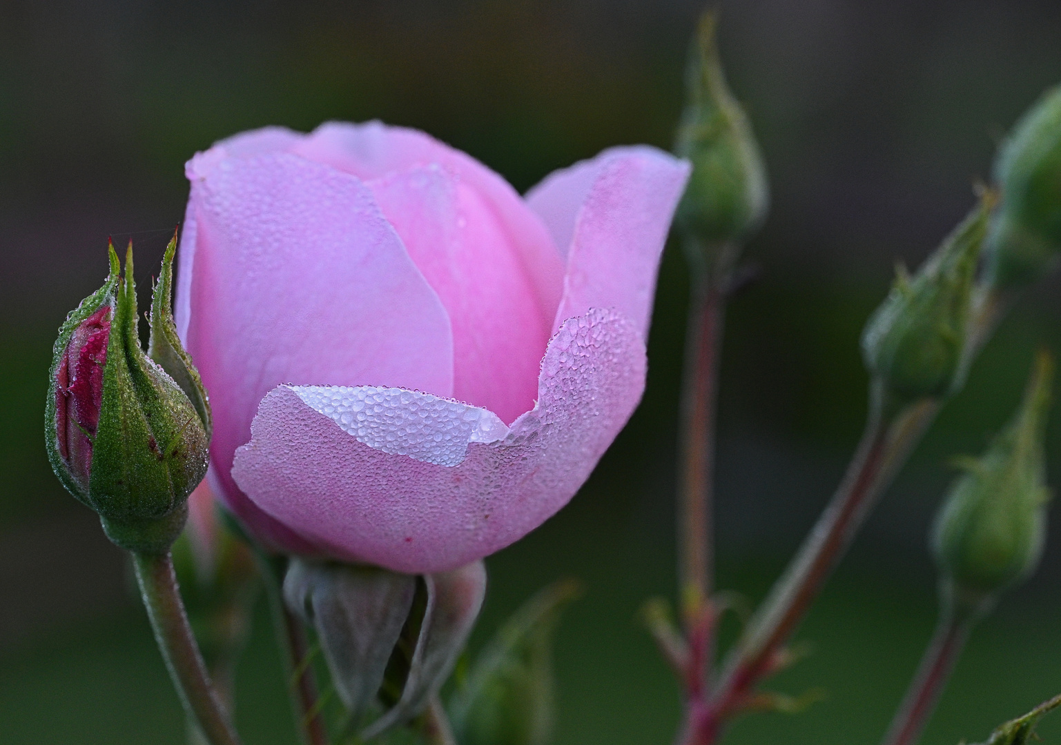 Rose am frühen Morgen