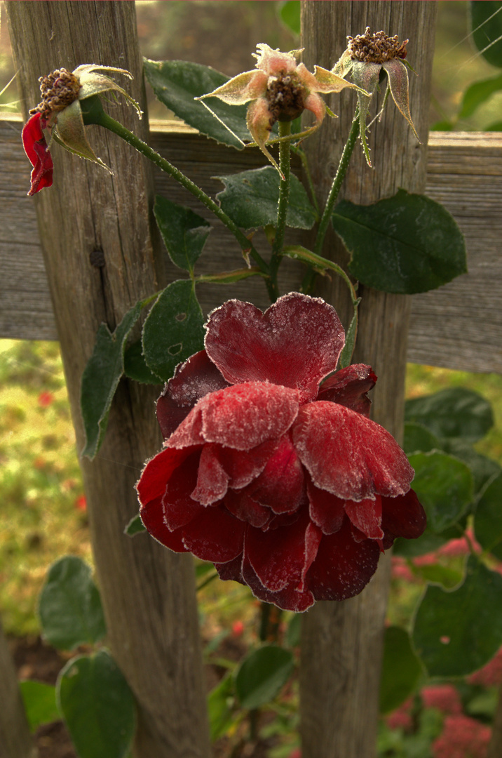 Rose am Gartenzaun