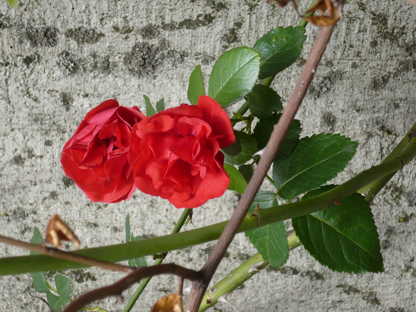 Rose am kalten Stein