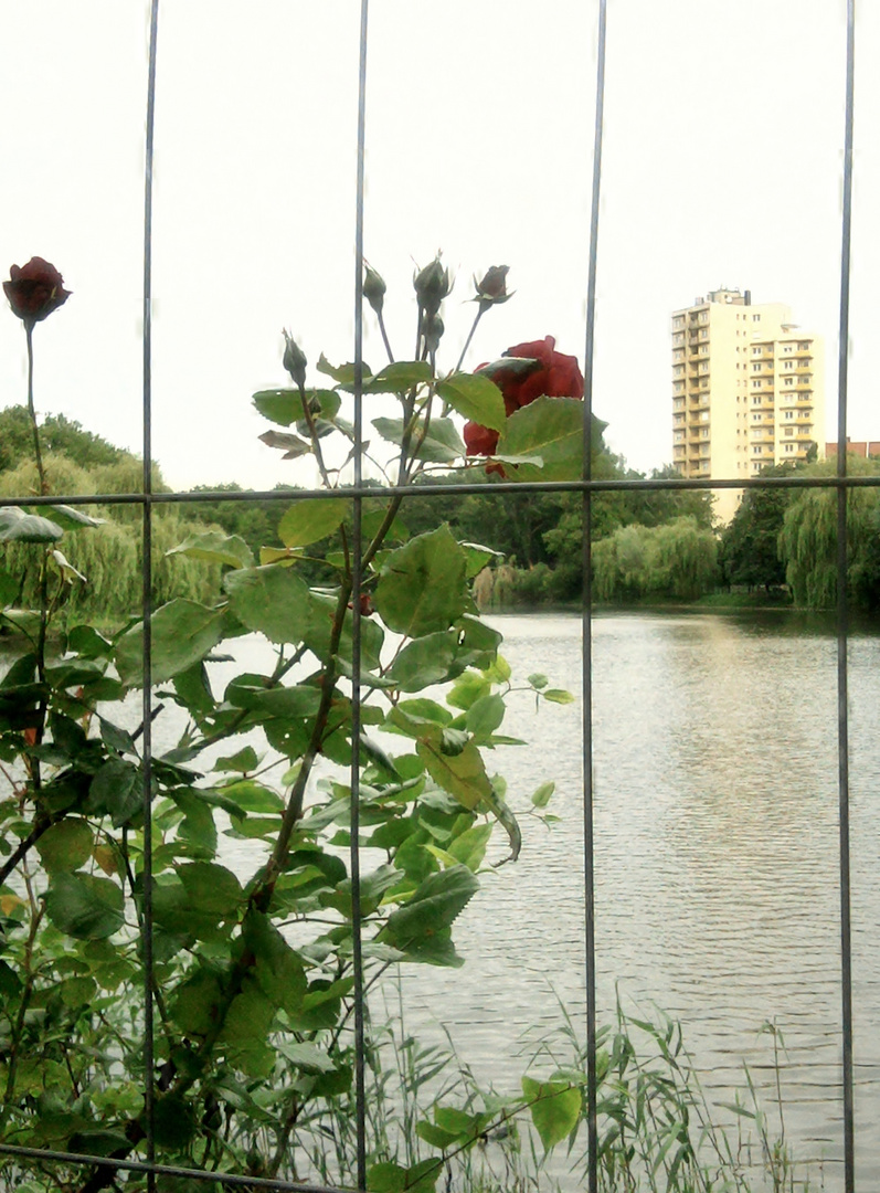 rose am lietzensee, berlin