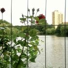 rose am lietzensee, berlin