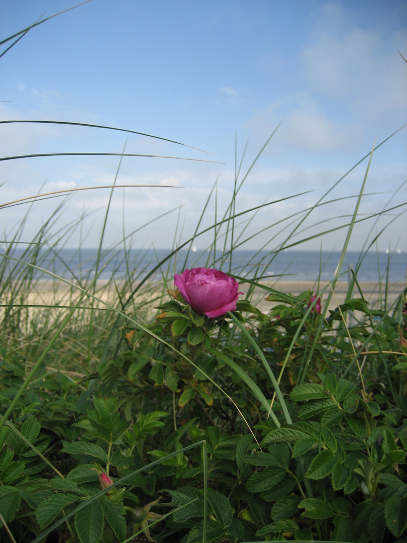 Rose am Meer