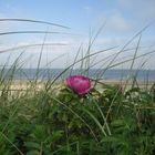 Rose am Meer