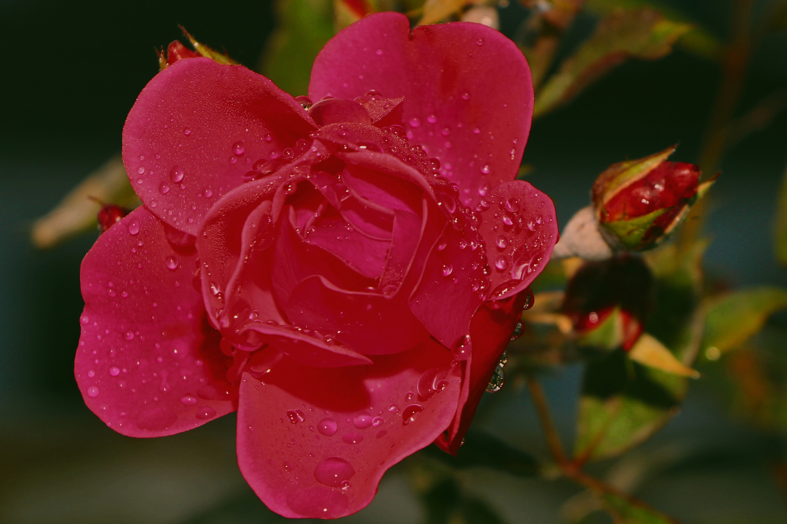 Rose am morgen