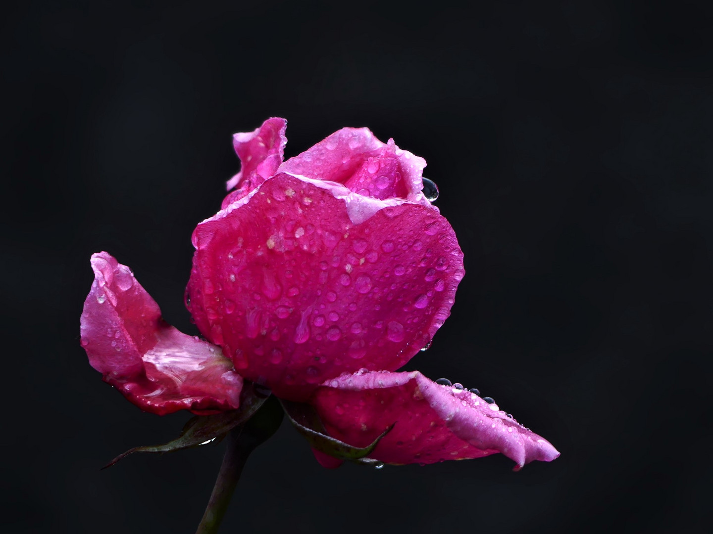 Rose am Novembermorgen in Low Key