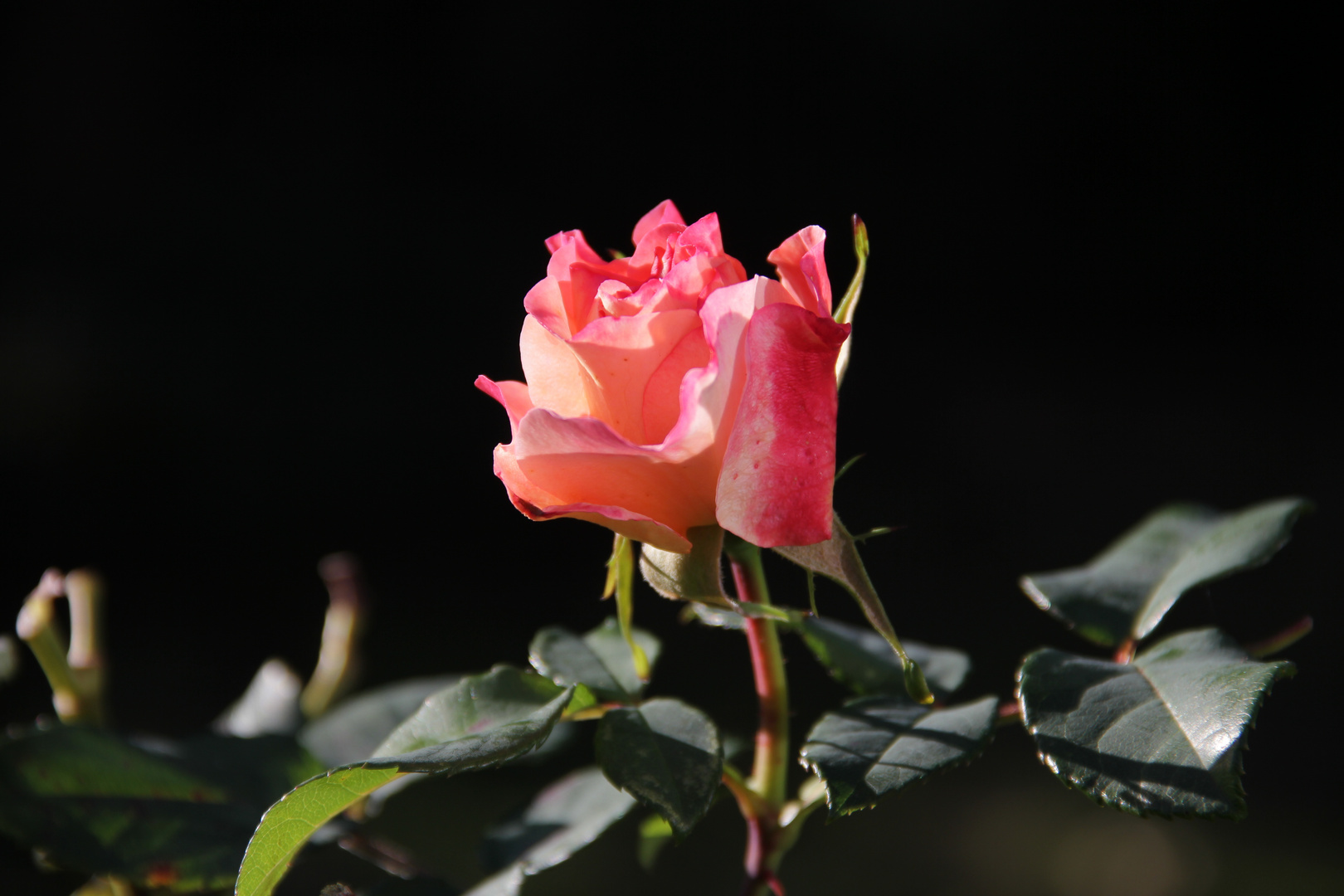 Rose am späten Nachmittag