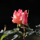 Rose am späten Nachmittag