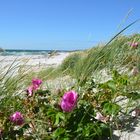 Rose am Strand