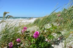 Rose am Strand