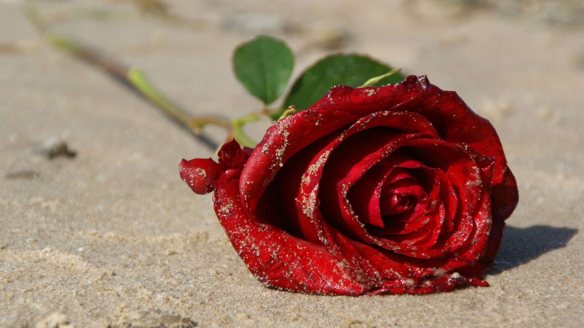 Rose am Strand