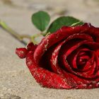 Rose am Strand