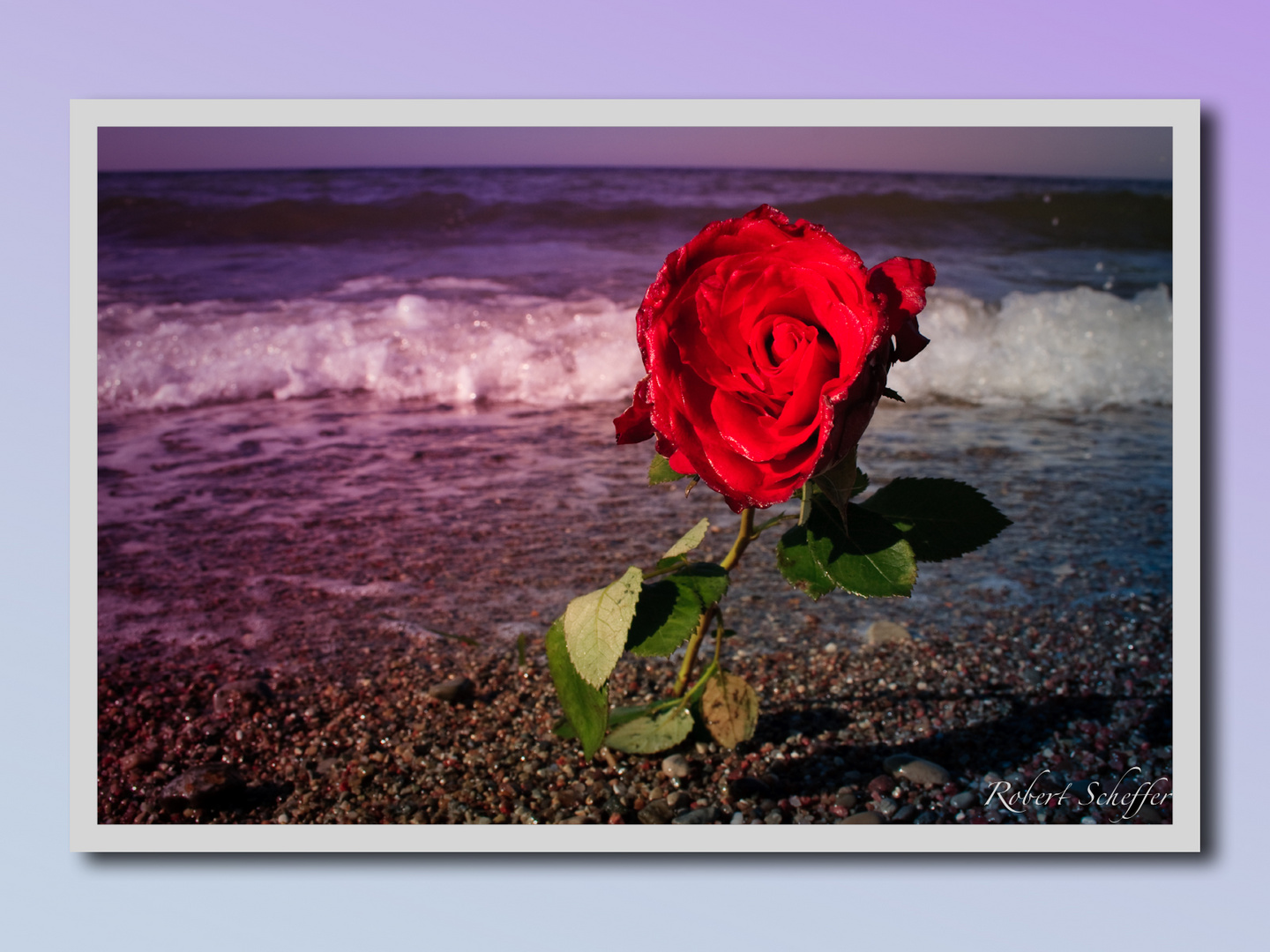 Rose am Strand Heiligenhafen