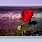Rose am Strand Heiligenhafen