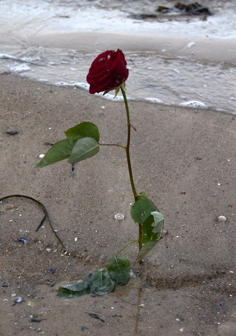 Rose am Strand im Winter