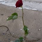 Rose am Strand im Winter