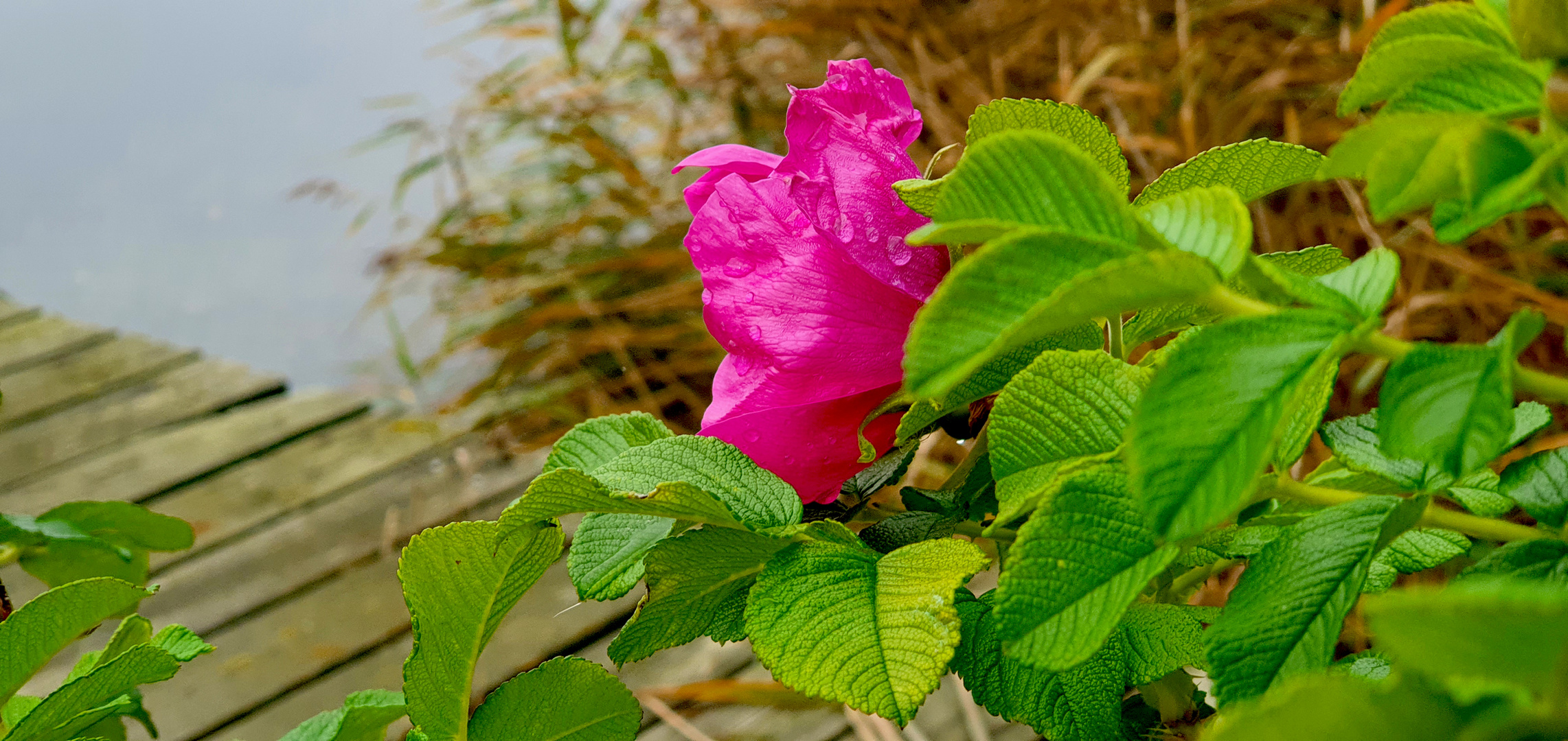 Rose am Ufer