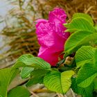 Rose am Ufer