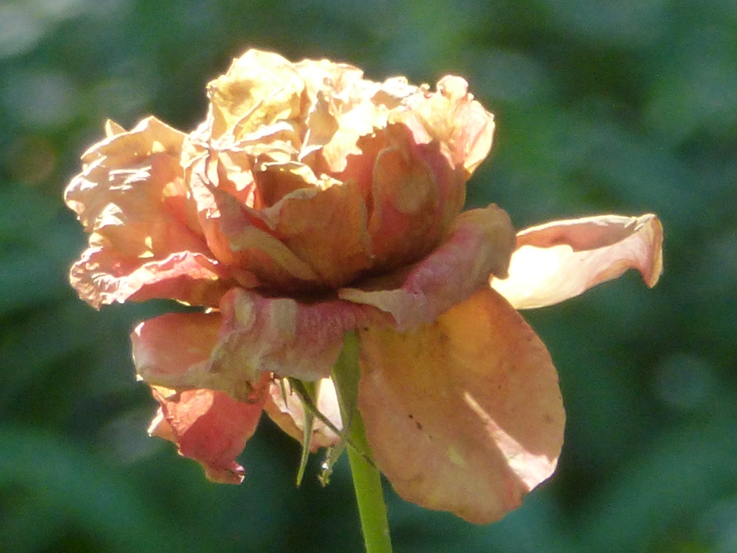 Rose am verwelken