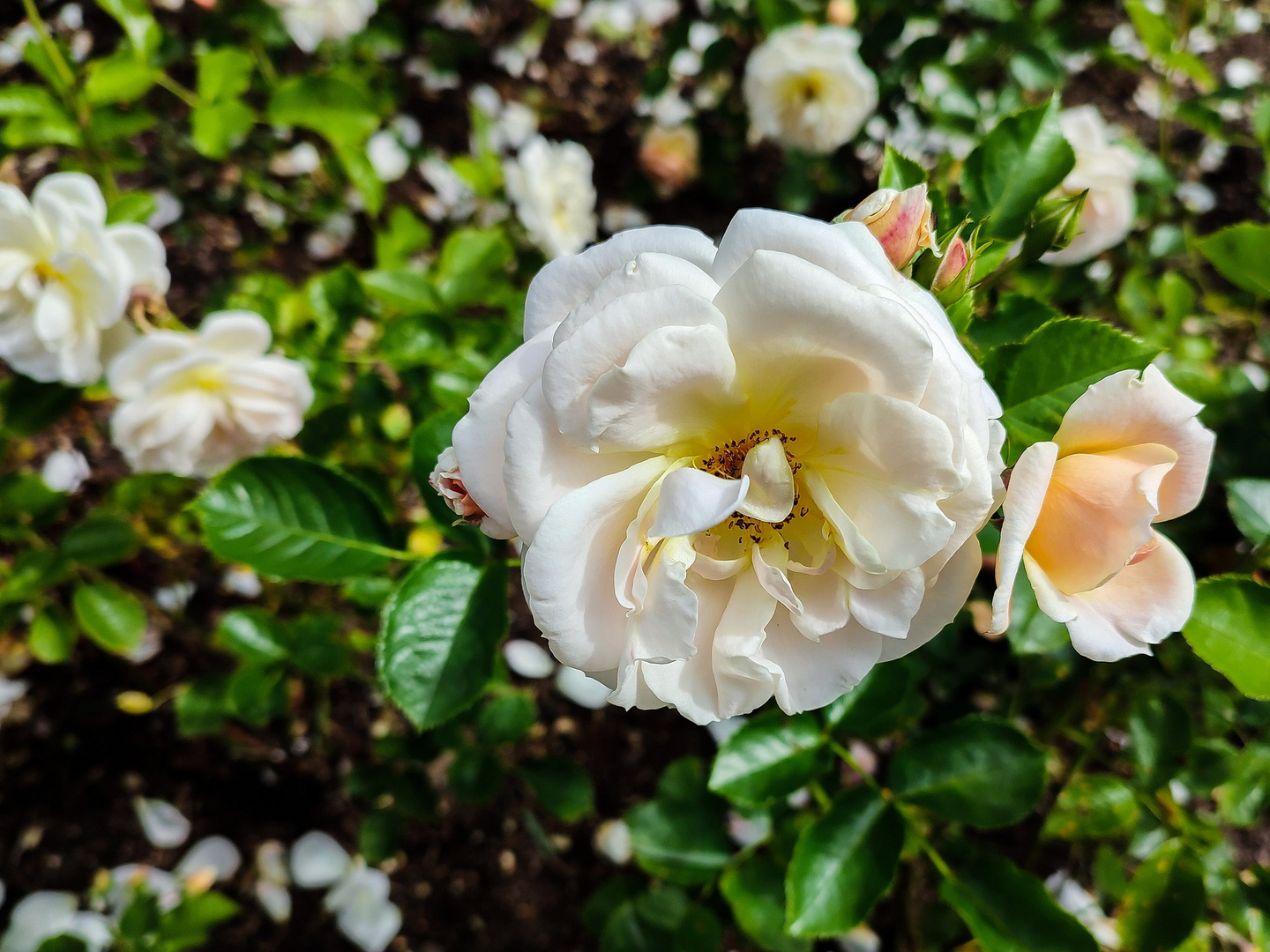 Rose am Wegesrand