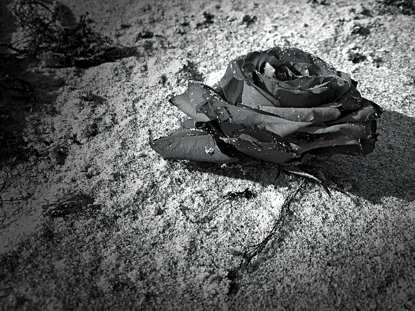 Rose am Weidefelder Strand