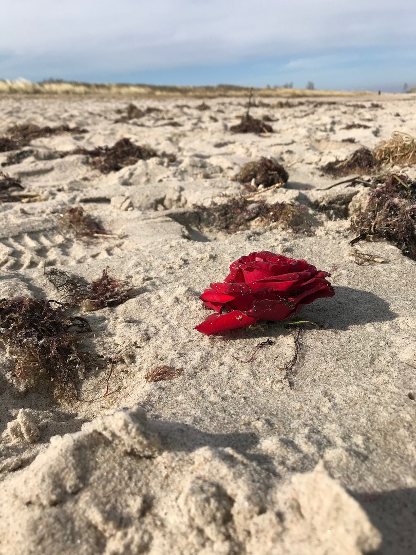 Rose am Weidefelder Strand