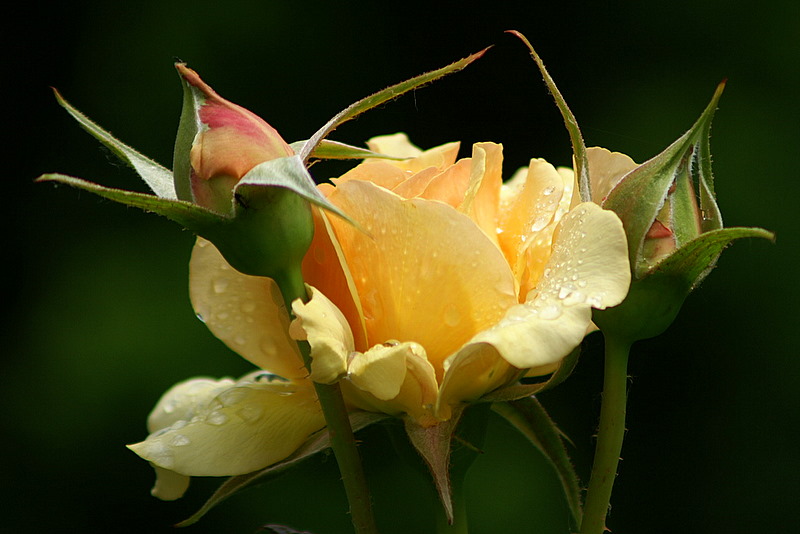 Rose " Amber Queen "