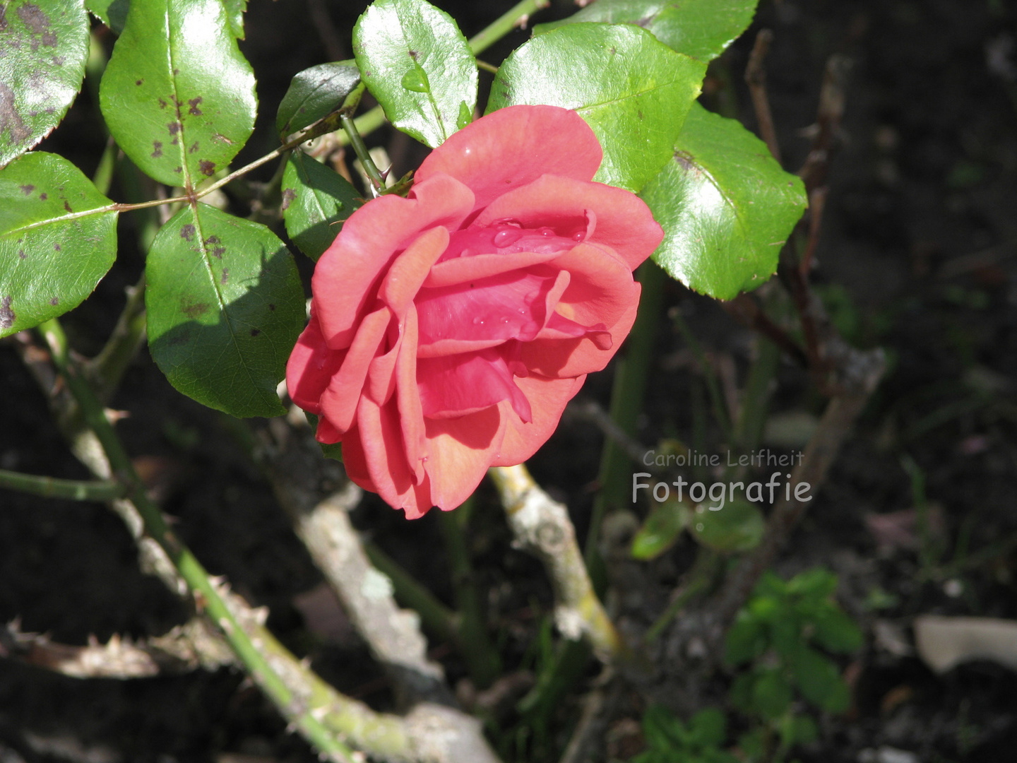 Rose an der Nordseeküste