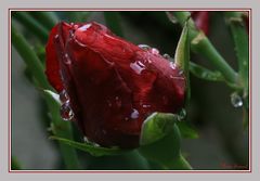 Rose an einem regnerischen Tag