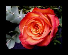 Rose an Eukalyptus - 2 -