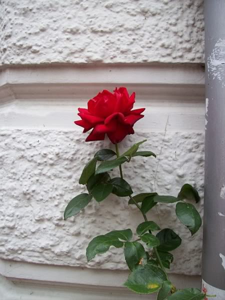 Rose an Hausmauer Eckernförde