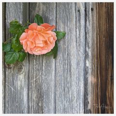 Rose an Holzwand