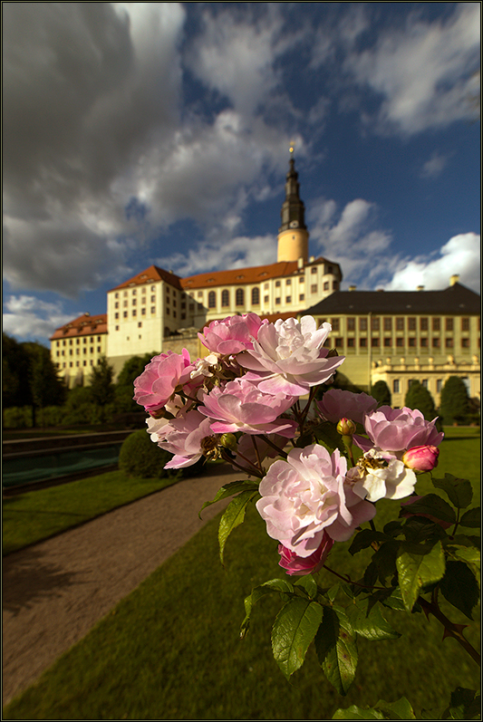 Rose an Schloss