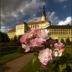 Rose an Schloss