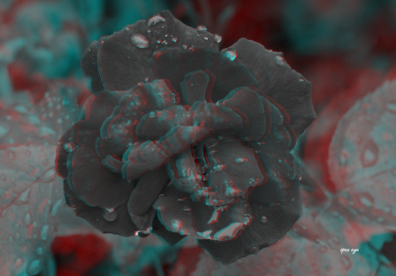  Rose - Anaglyphe