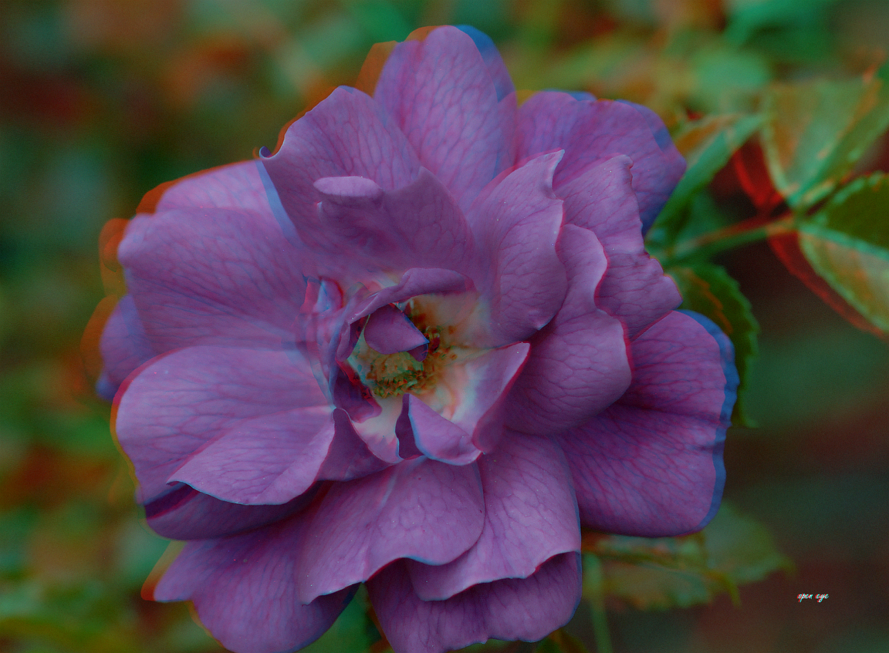  Rose - Anaglyphe