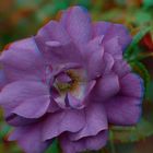  Rose - Anaglyphe