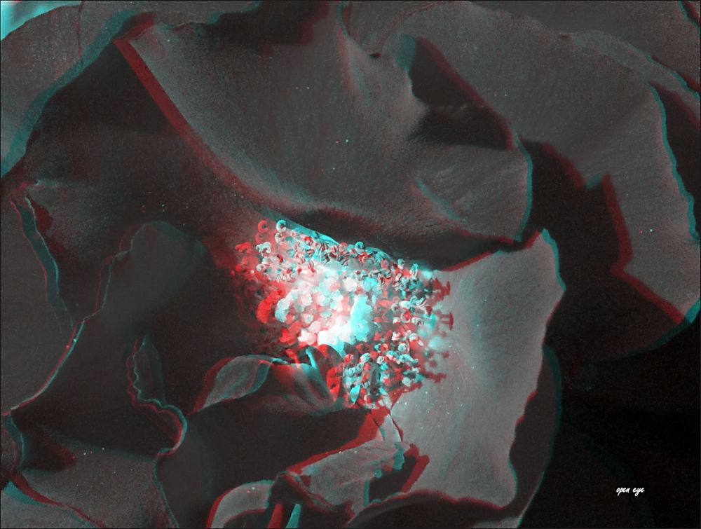 Rose - Anaglyphen