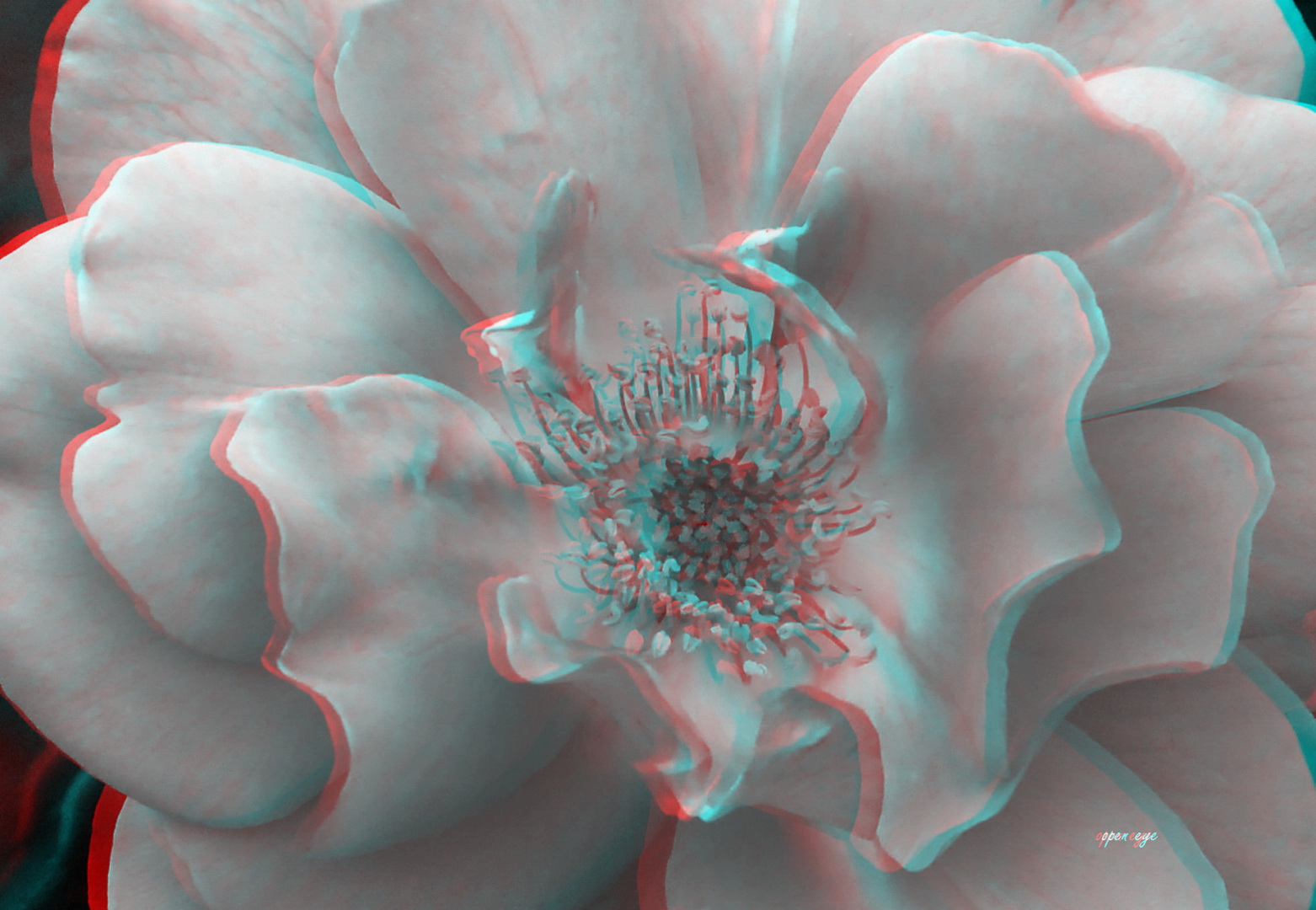  Rose - Anaglyphen