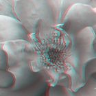  Rose - Anaglyphen