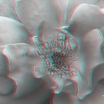  Rose - Anaglyphen