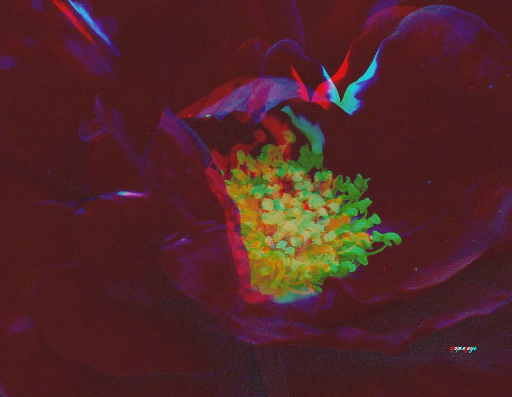 Rose - Anaglyphen