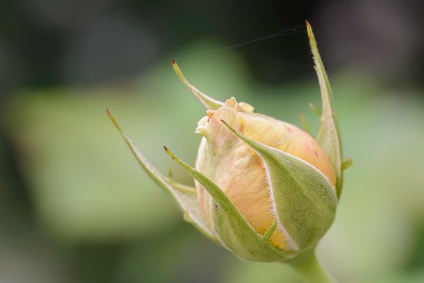 Rose – „Analogverbunden“. 