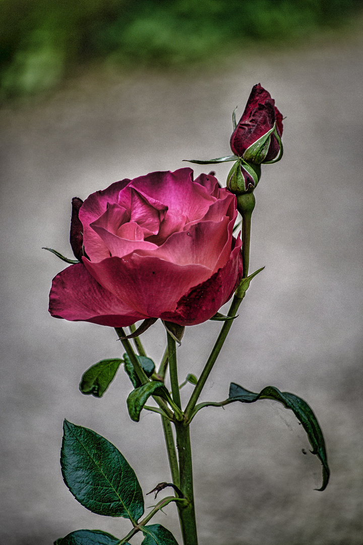 rose ancienne