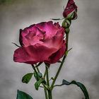 rose ancienne