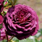 Rose ancienne 