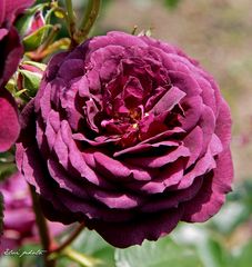 Rose ancienne 