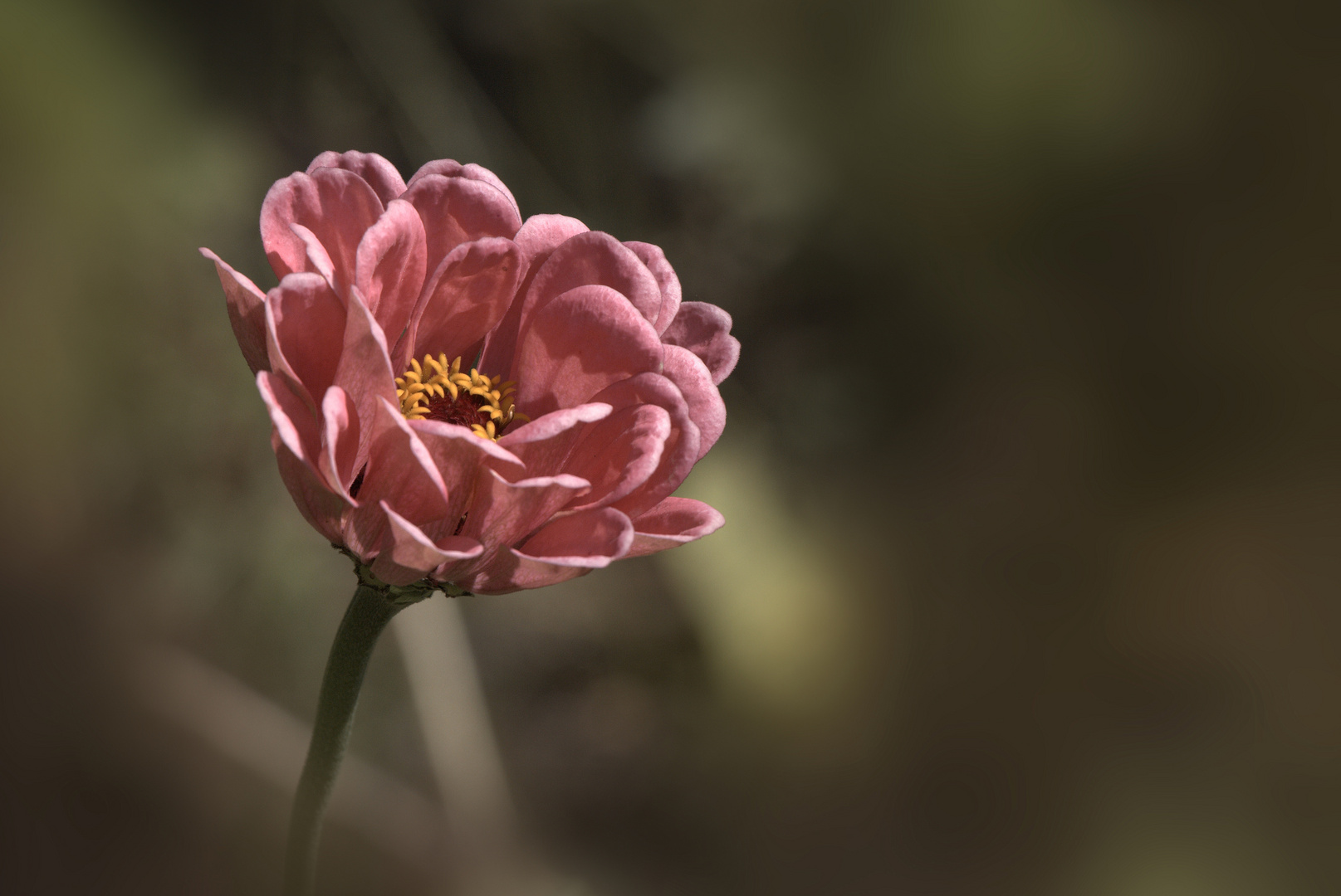 rose ancienne...