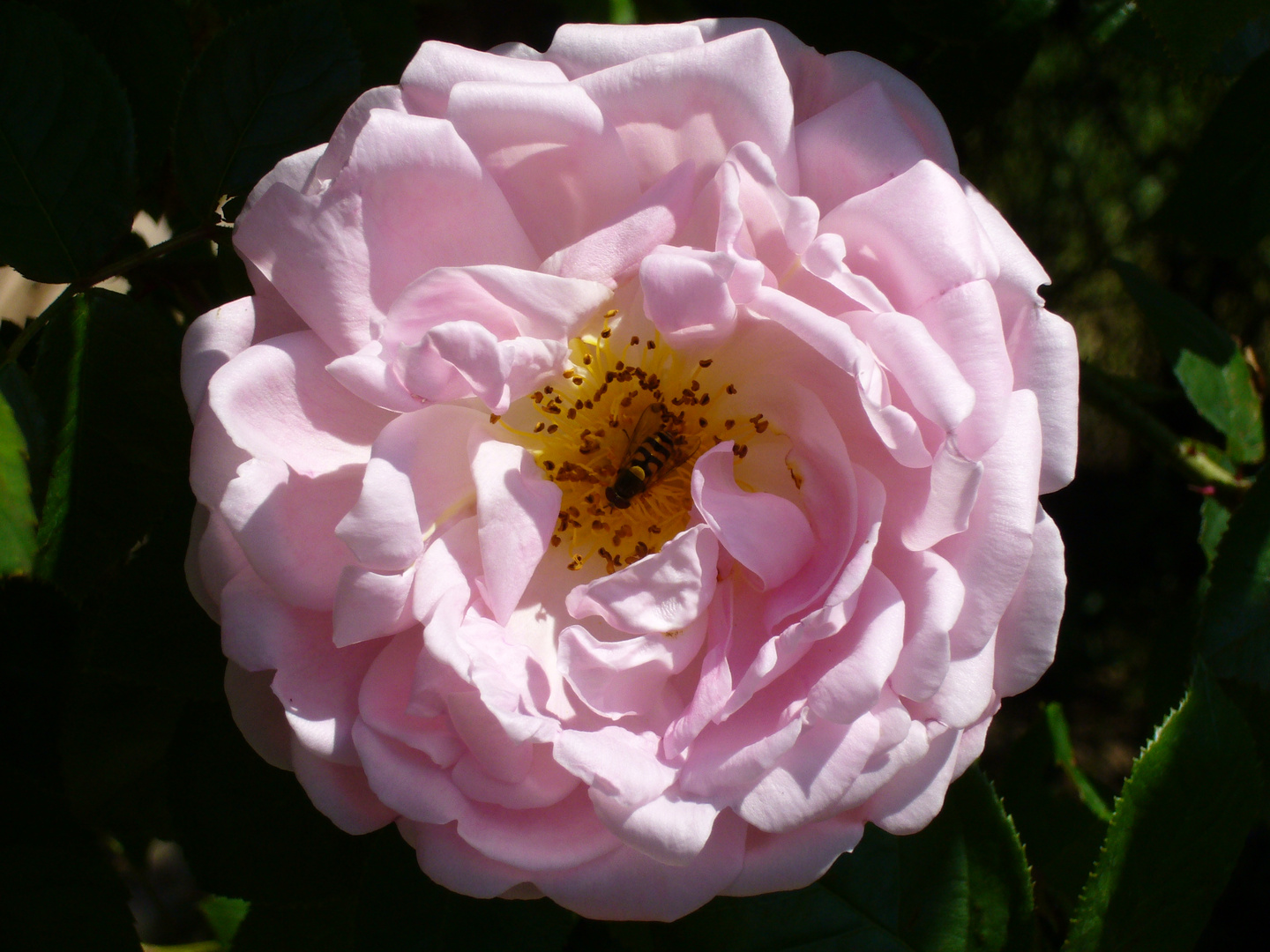 rose and little bee