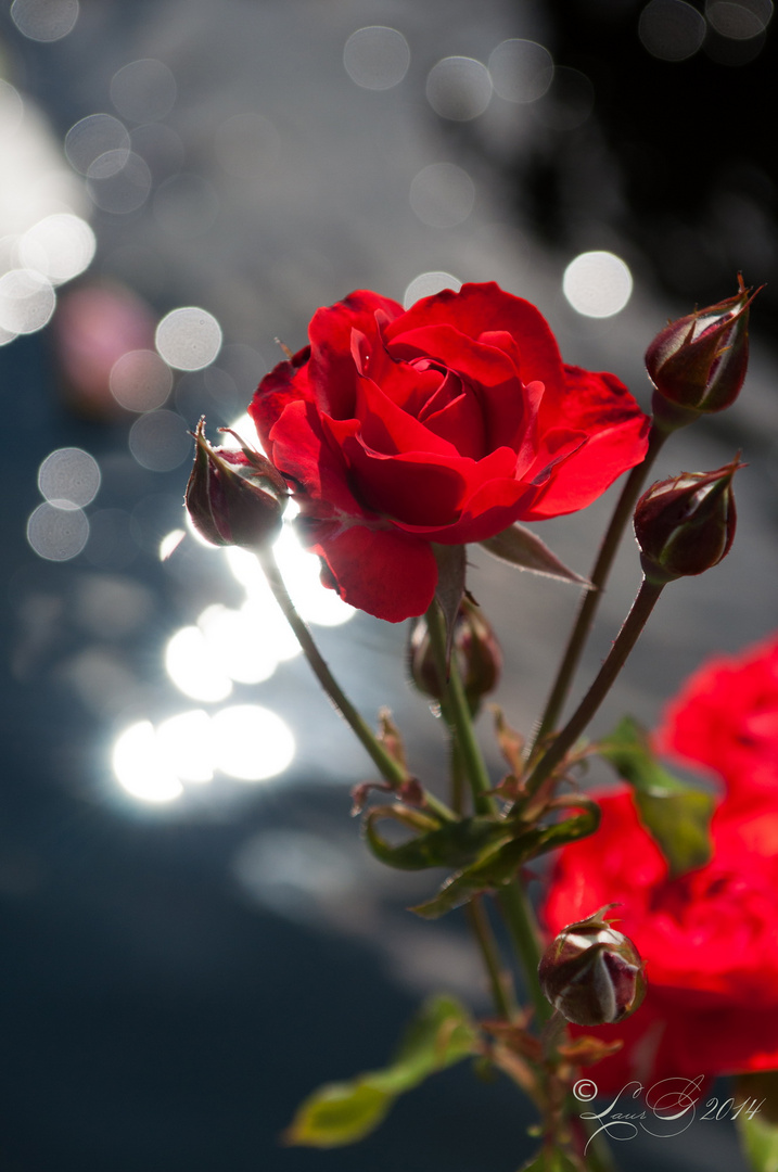 Rose and reflections